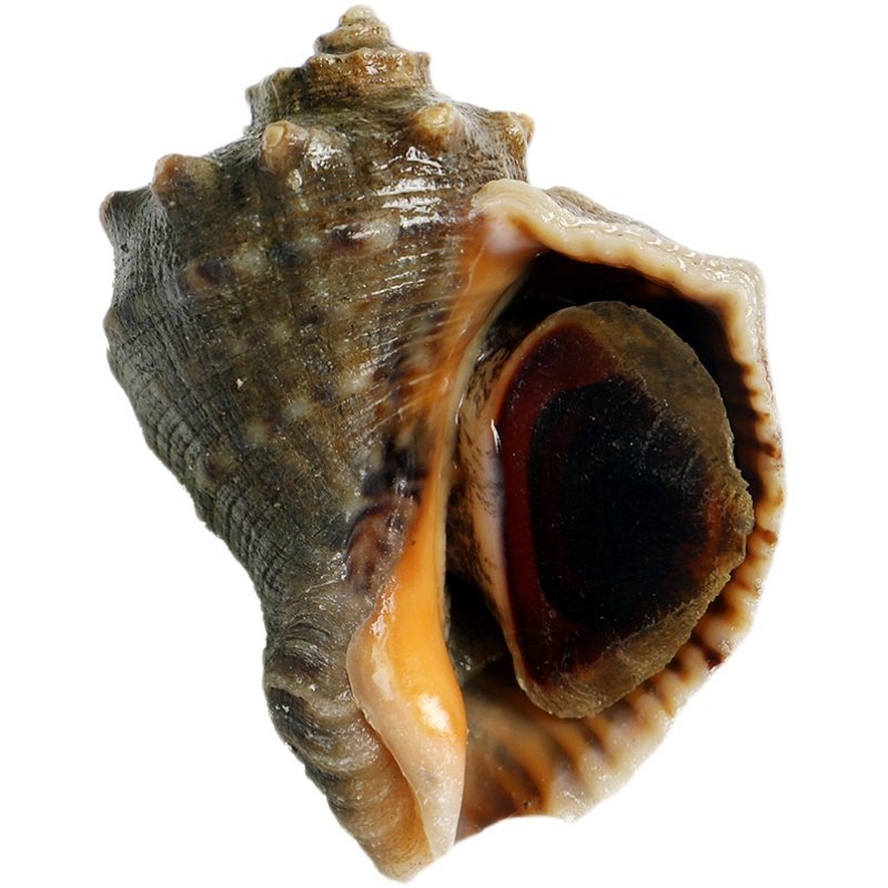 大连野生小红里螺小海螺李子红鲤小号活鲜新鲜其它