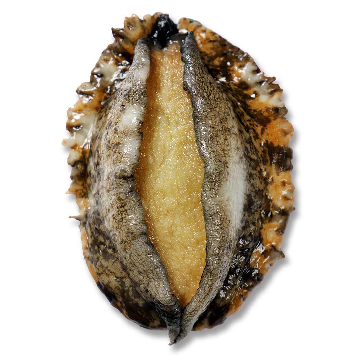 鲍鱼大连鲜活4头皱纹盘鲍九孔海鲜水产活体鲍鱼