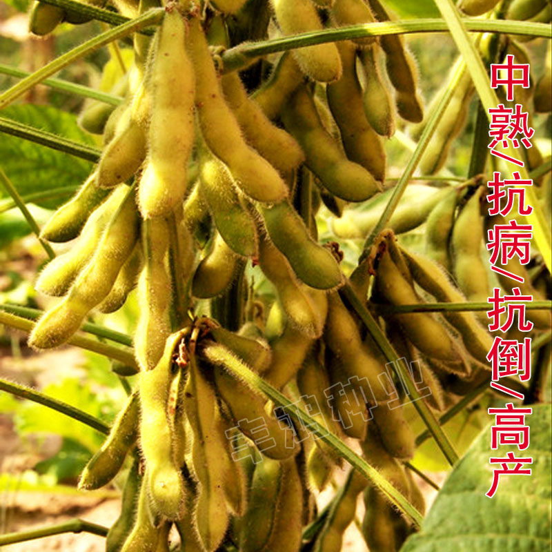大豆黄豆种子高产千斤亩产1000斤农户大面积种植家庭园艺种子