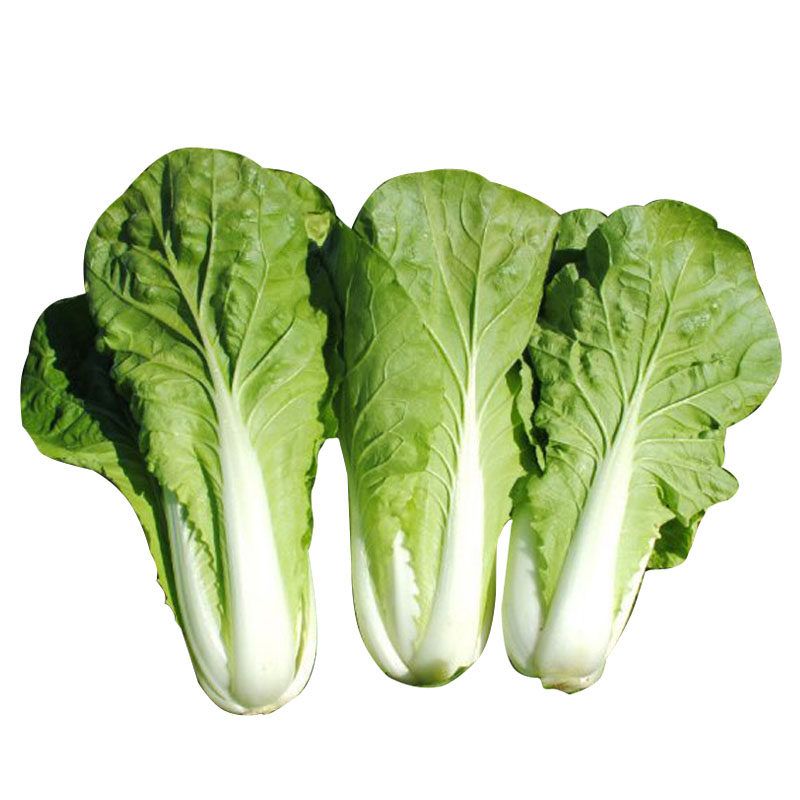 快菜台湾速生小白菜种子春夏夏秋四季叶野青菜种家庭园艺种子