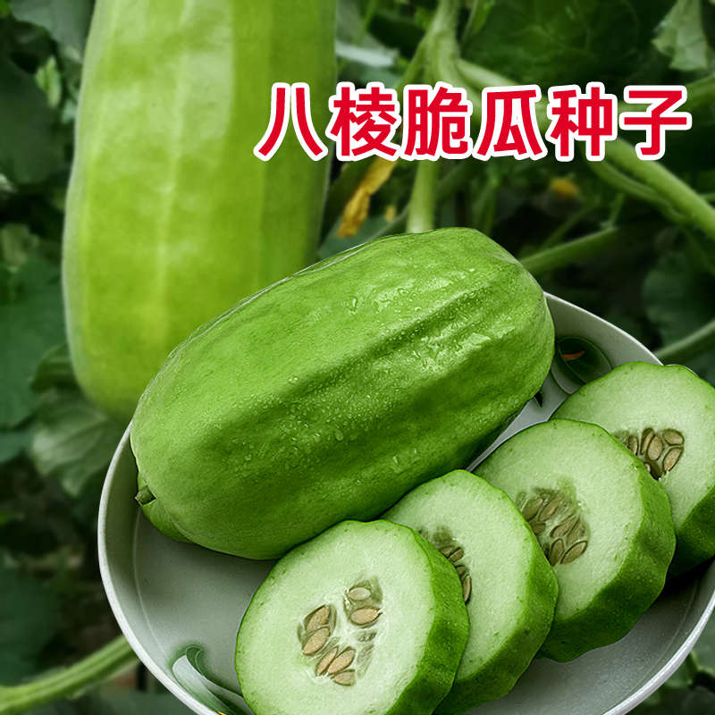 八棱脆瓜种籽黄河脆瓜种春秋秋季梢瓜水果种子家庭