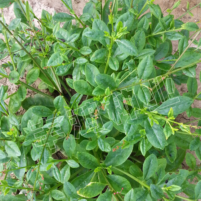 土人人参菜种种子高丽参土洋参叶用东洋菜四季家庭园艺种子