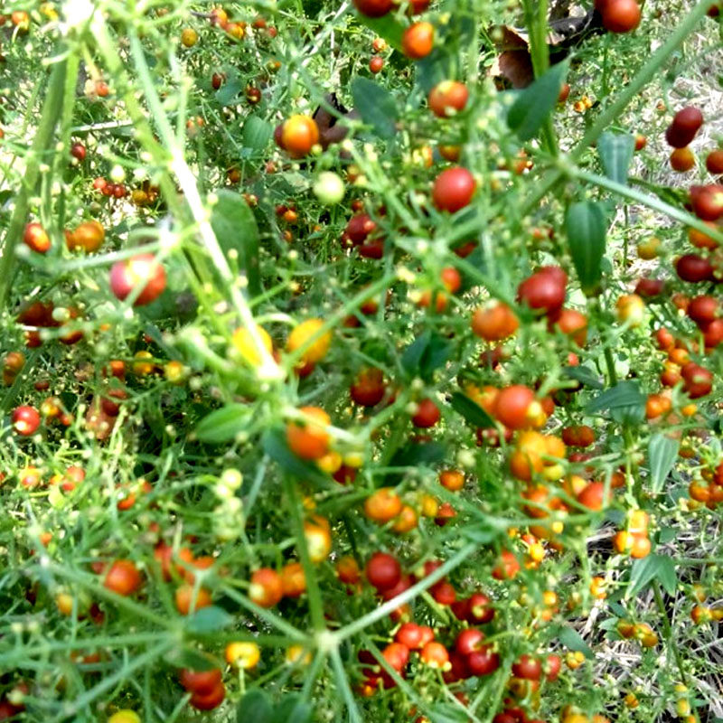 中药茜草种子野草植物种籽新奇野生药用观赏家庭园艺种子