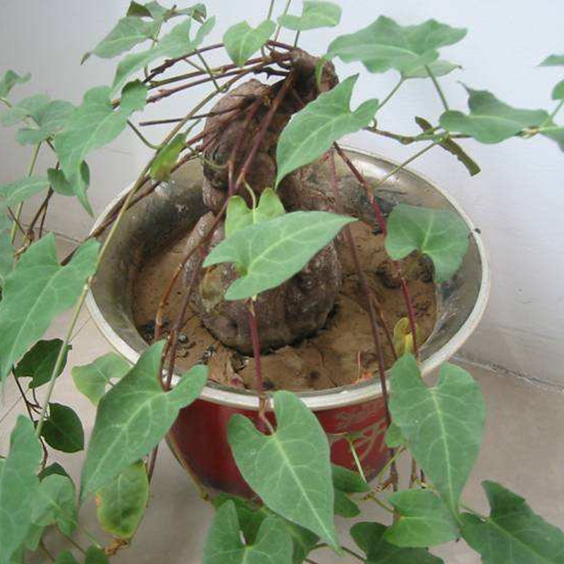 何首乌种子四季播种春秋高产特色野菜野生药材家庭园艺种子