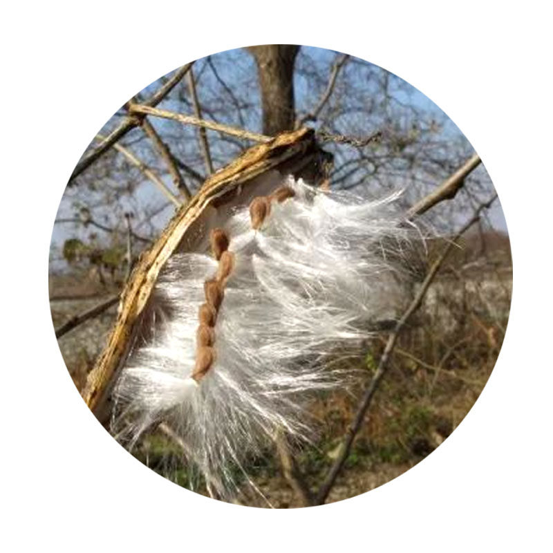 萝藦种子老瓜摩罗天浆壳科老鸹瓢奶浆草呆瓜家庭园艺种子