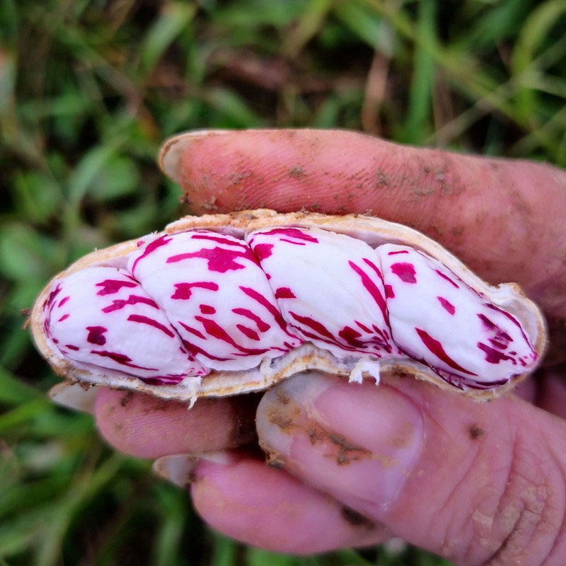 花生云南特产七彩花生水果生养食品孔雀孔雀花种子家庭园艺种子