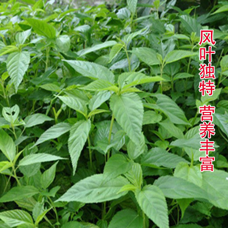 麻叶菜种蔬菜黄麻菜用麻婴菜野帝王埃及种子家庭园艺种子