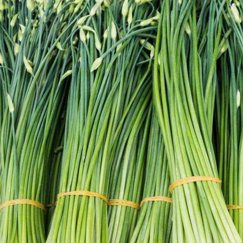 种子种籽苔韭韭苔抽薹韭菜蔬菜多年生四季菜种家庭园艺种子