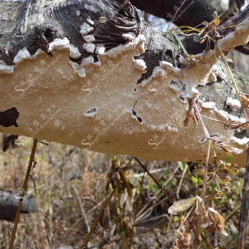 长白山野生白耙齿菌250克可加工超微粉