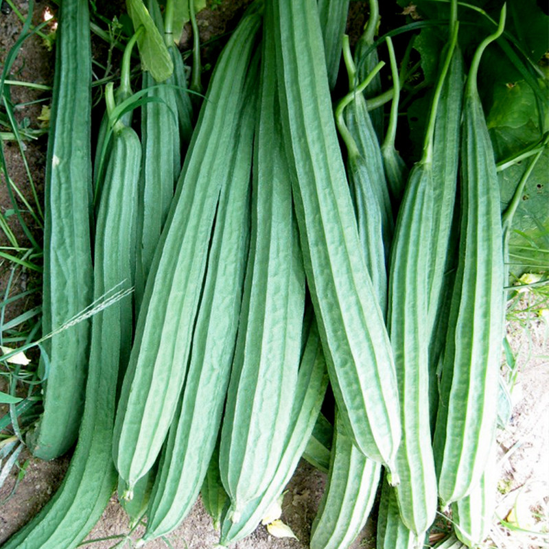 丝瓜种子夏优特长特嫩八角菱角瓜籽高产蔬菜家庭园艺种子