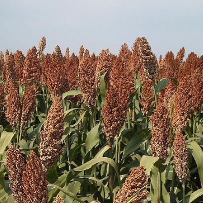 盛优矮杆糯粱7号高粱香糯型品种株高1.