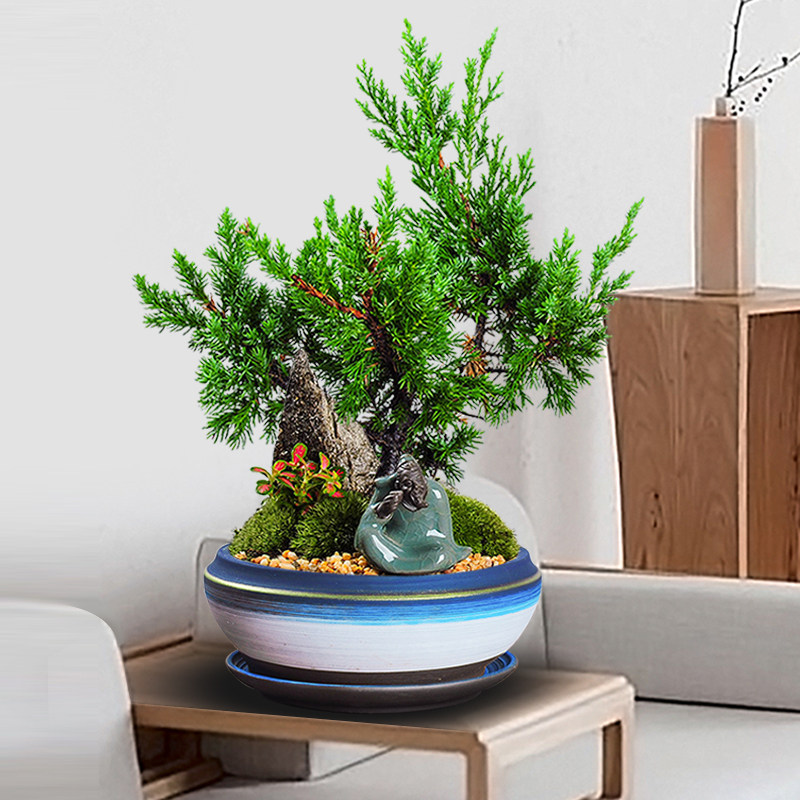 新西兰珍珠柏盆景好养柏树地柏造型真柏易养植物室内松柏四季常青