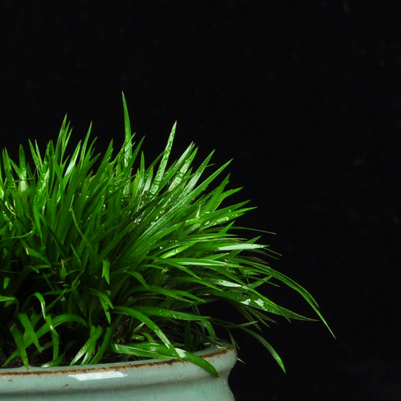 随手香金钱苍蒲植物中式禅意虎须菖蒲草盆景日本驱蚊蒲草小盆栽苗