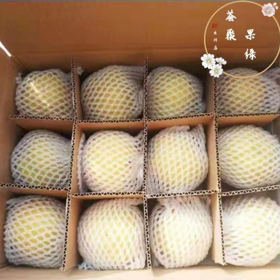 新鲜现摘正宗河北鸭广渣子梨鸭儿广疙瘩鸭梨梨