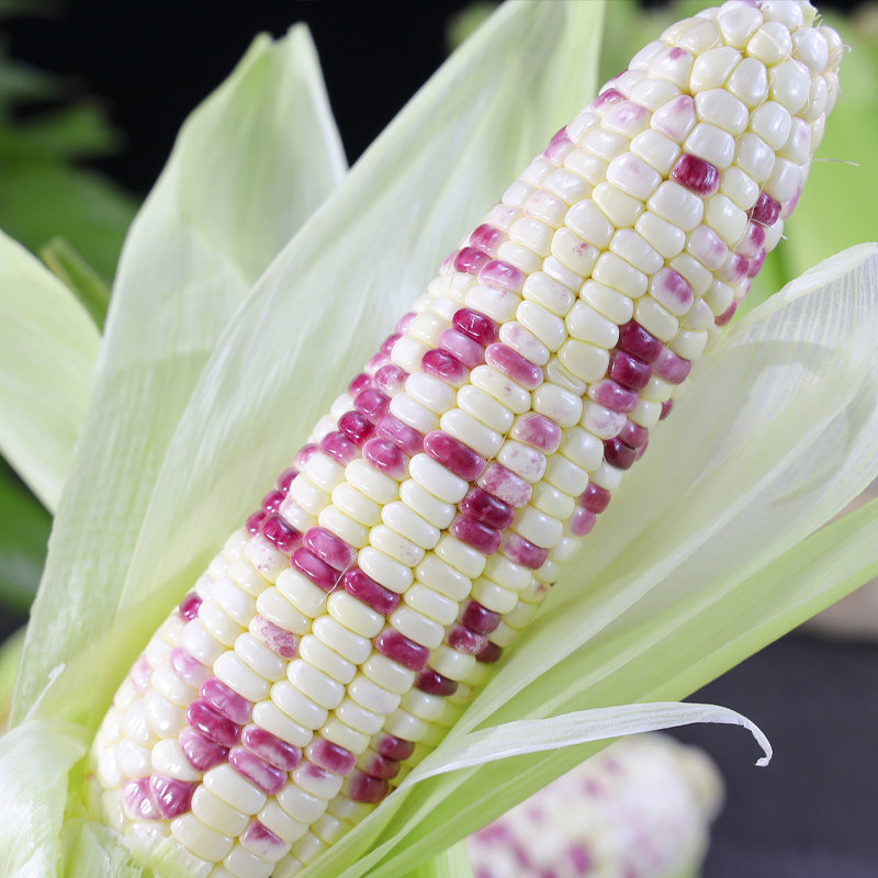花糯玉米10斤水果玉米新鲜甜糯玉米即食嫩玉米现摘当季整箱5包邮