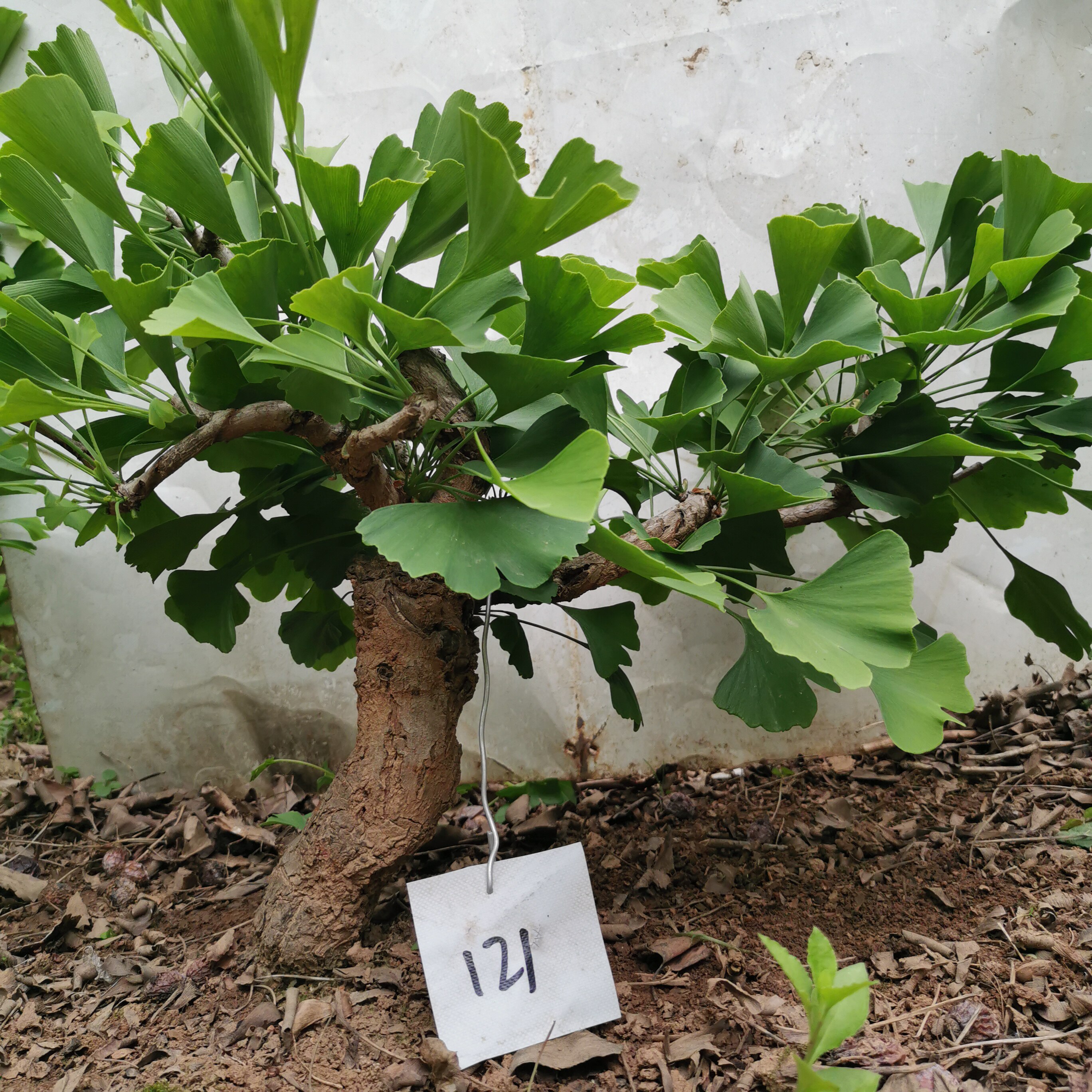 银杏树盆景盆栽年老桩绿植物庭院室内净化空气一号绿植