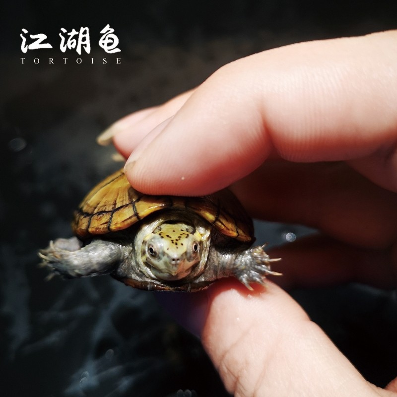 头盔乌龟活物双头龟玛塔龟苗窄桥稀有龟吃菜龟龟