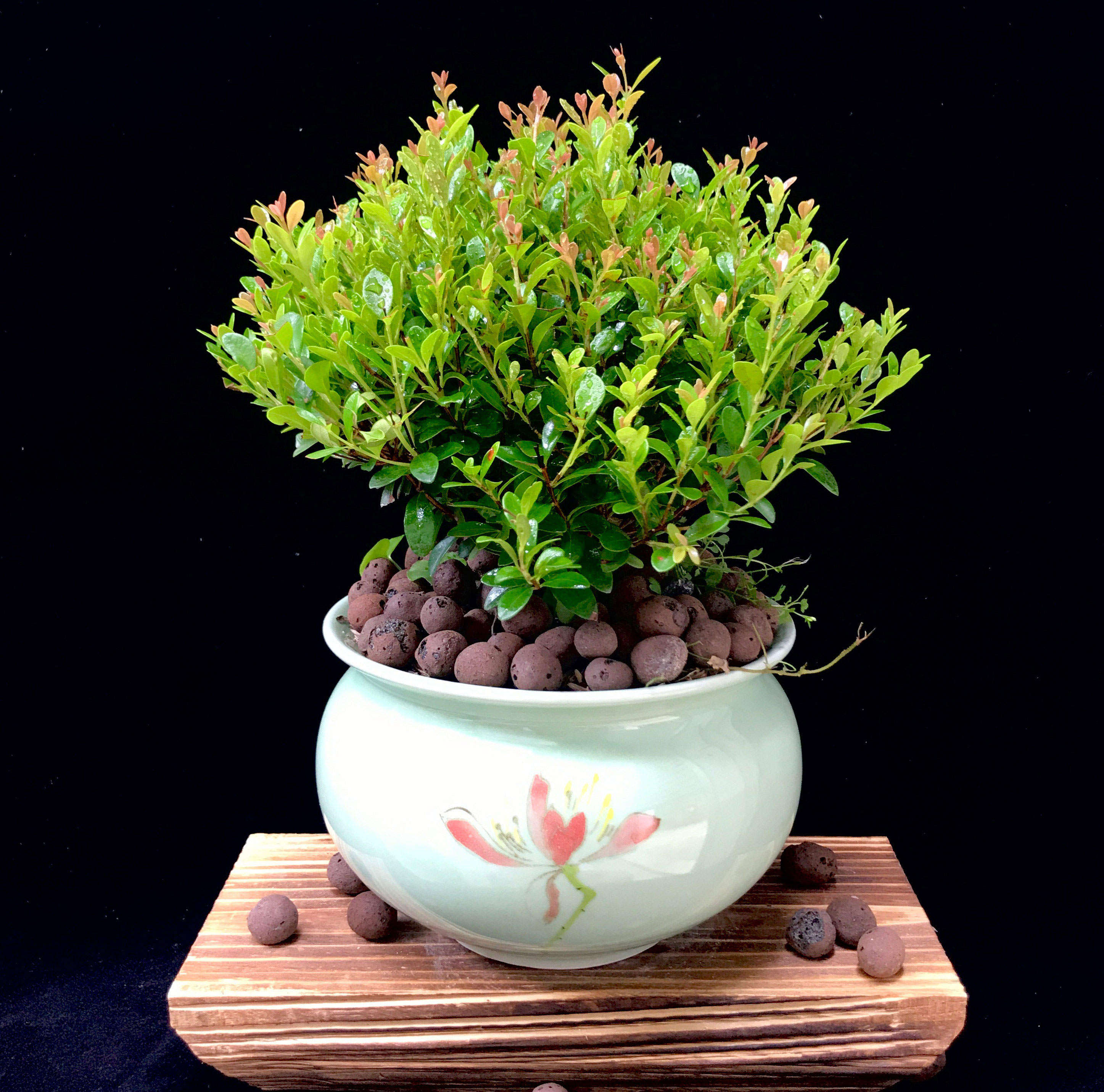 小叶赤楠盆景红杨黄杨金丝楠木微型盆栽办公室绿植