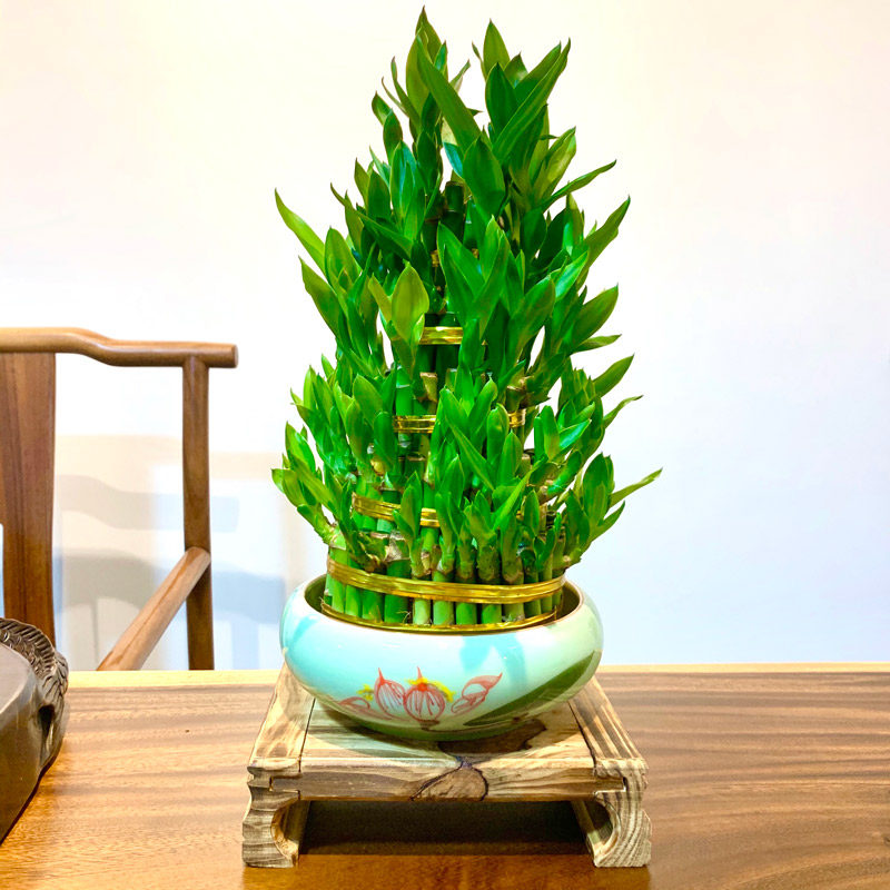 富贵竹植物开运客厅招财盆栽节节高竹塔水培绿植绿植