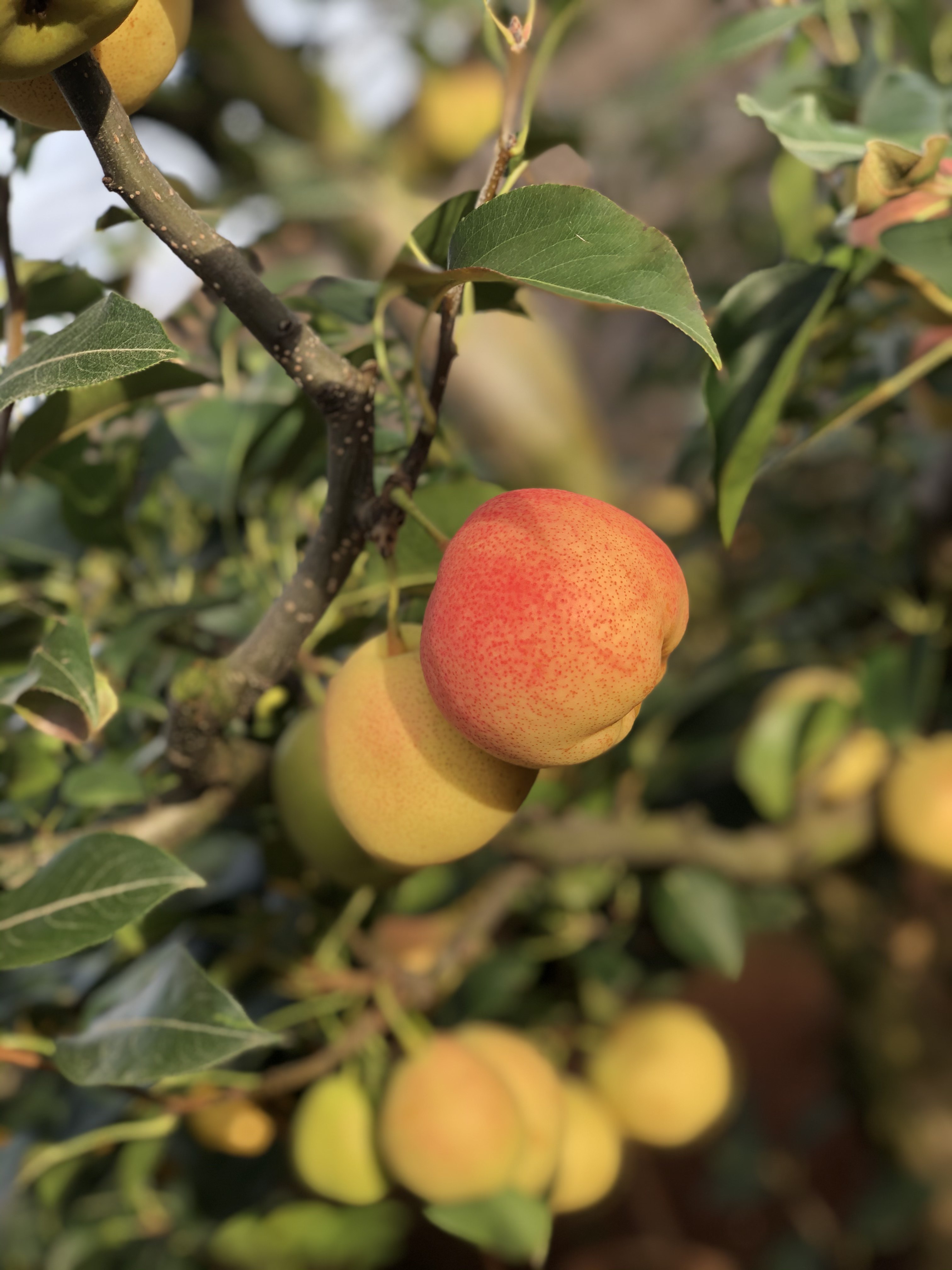 云南火把美人酥梨红梨谜梨孕妇当季新鲜水果梨