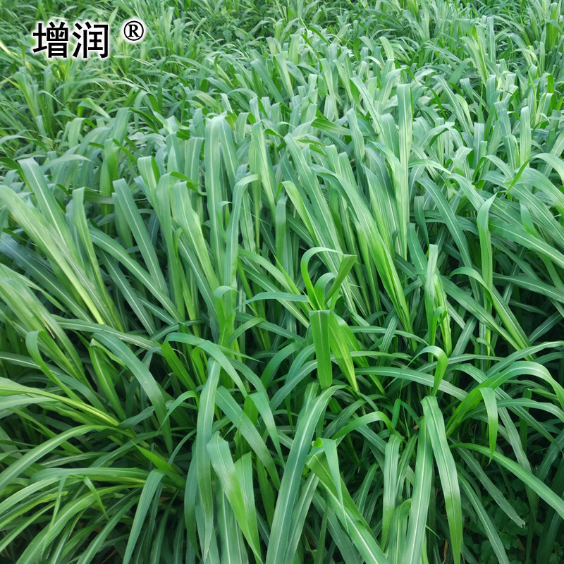 美国矮象草牧草种节籽正宗四季养殖多年再生家庭园艺种子