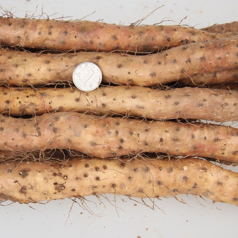 河南焦作温县正宗垆土铁棍山药怀淮山药新鲜5斤铁杆卢土山药粉糯