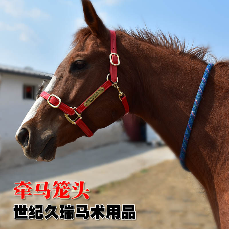 笼头世纪漆皮龙头大马调节可调久瑞马笼头亮面牵马