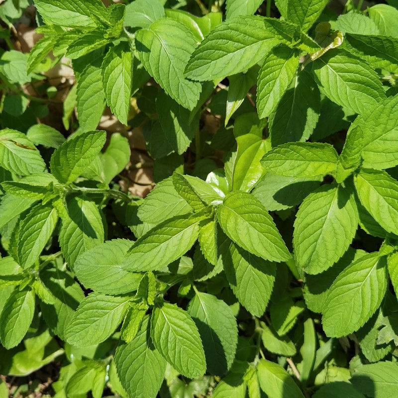 薄荷盆栽新鲜可食用苏格兰薄荷柠檬薄荷留兰香薄荷阳台庭院薄荷叶