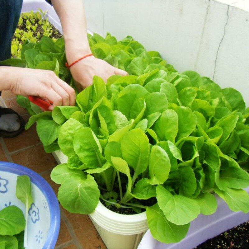 四季蔬菜种子阳台花盆庭院盆栽植物农家食用家庭园艺种子