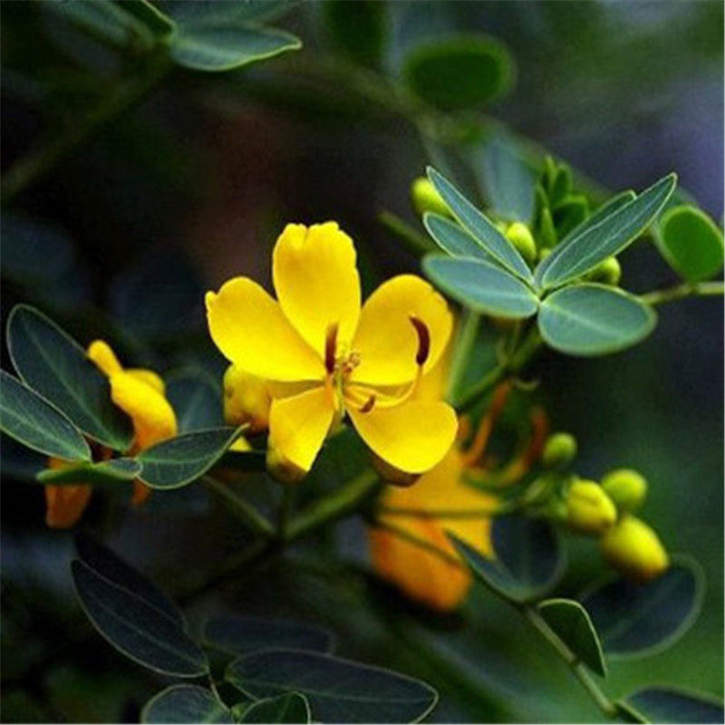 蛇灭门种子 望江南 野决明驱蛇草植物种子庭院山区盆栽苗蛇灭门籽