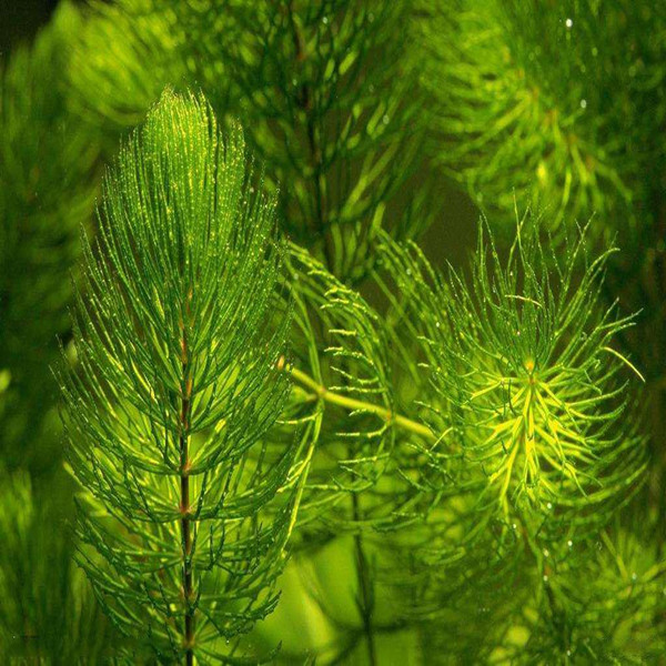 水草金鱼藻植物咋米养蟹水景用草水族园林草苗水草