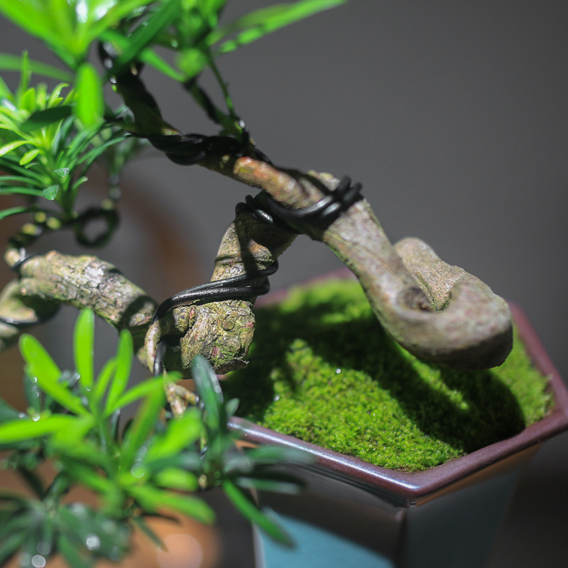 罗汉松植物老桩悬崖造型茶室中式桌面造景绿植造型盆景