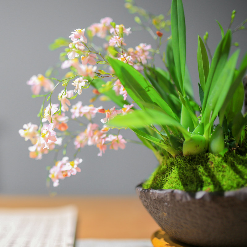 盆栽文心香兰花苞兰花办公室桌面迷你花卉绿植国兰