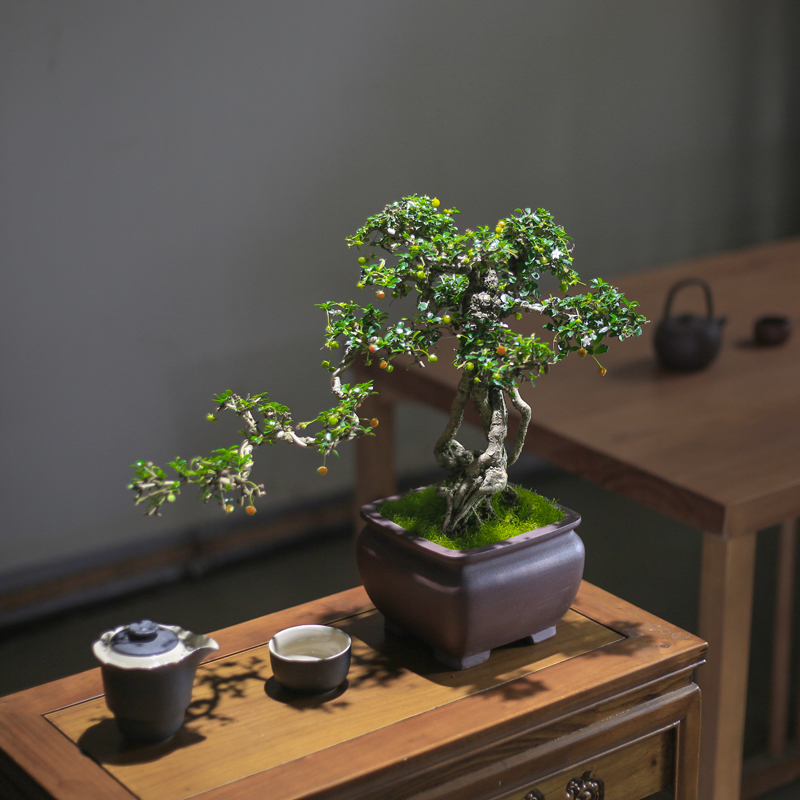 造型小叶福建茶老桩提根盆景玄关办公室庭院观常青造型盆景