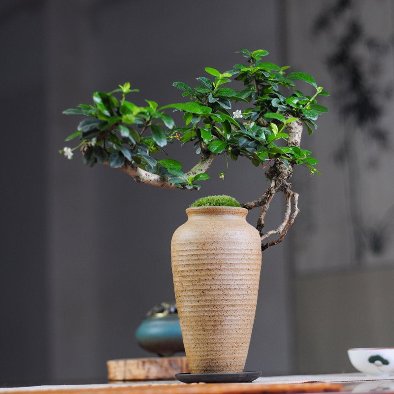 福建茶素陶瓶盆景创意盆栽悬崖临水造型绿植绿植