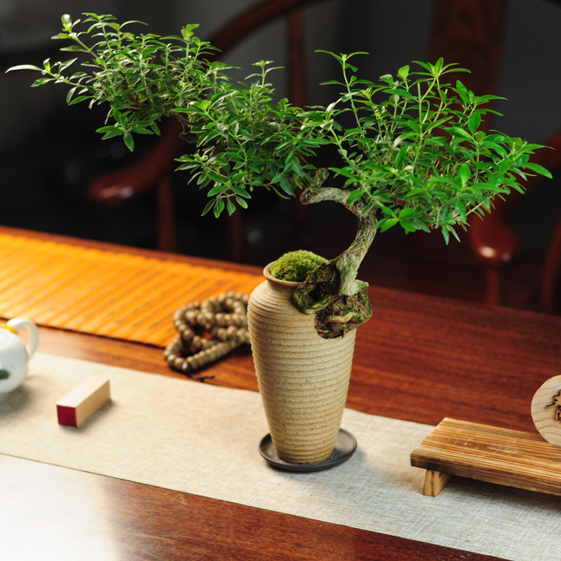 六月雪盆景室内悬崖植物造型摆件中式茶室阳台绿植