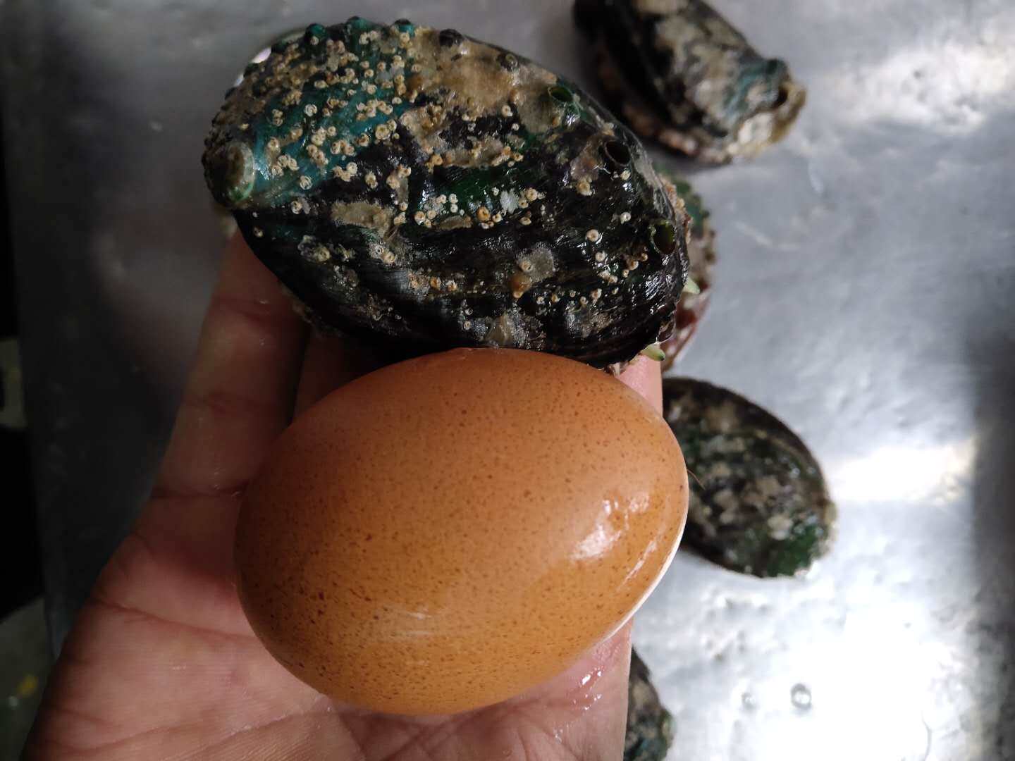 鲍鱼野生九孔深海8头8只1斤2斤138元包邮鲍鱼