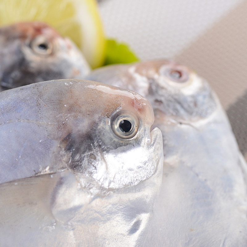 野生海捕银鲳鱼平鱼新鲜海鱼宝宝辅食水产冷冻鲳鱼