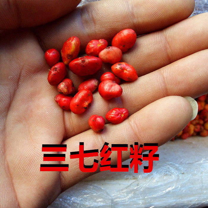 三七云南文山年生药材田七种子红籽盆栽绿植绿植