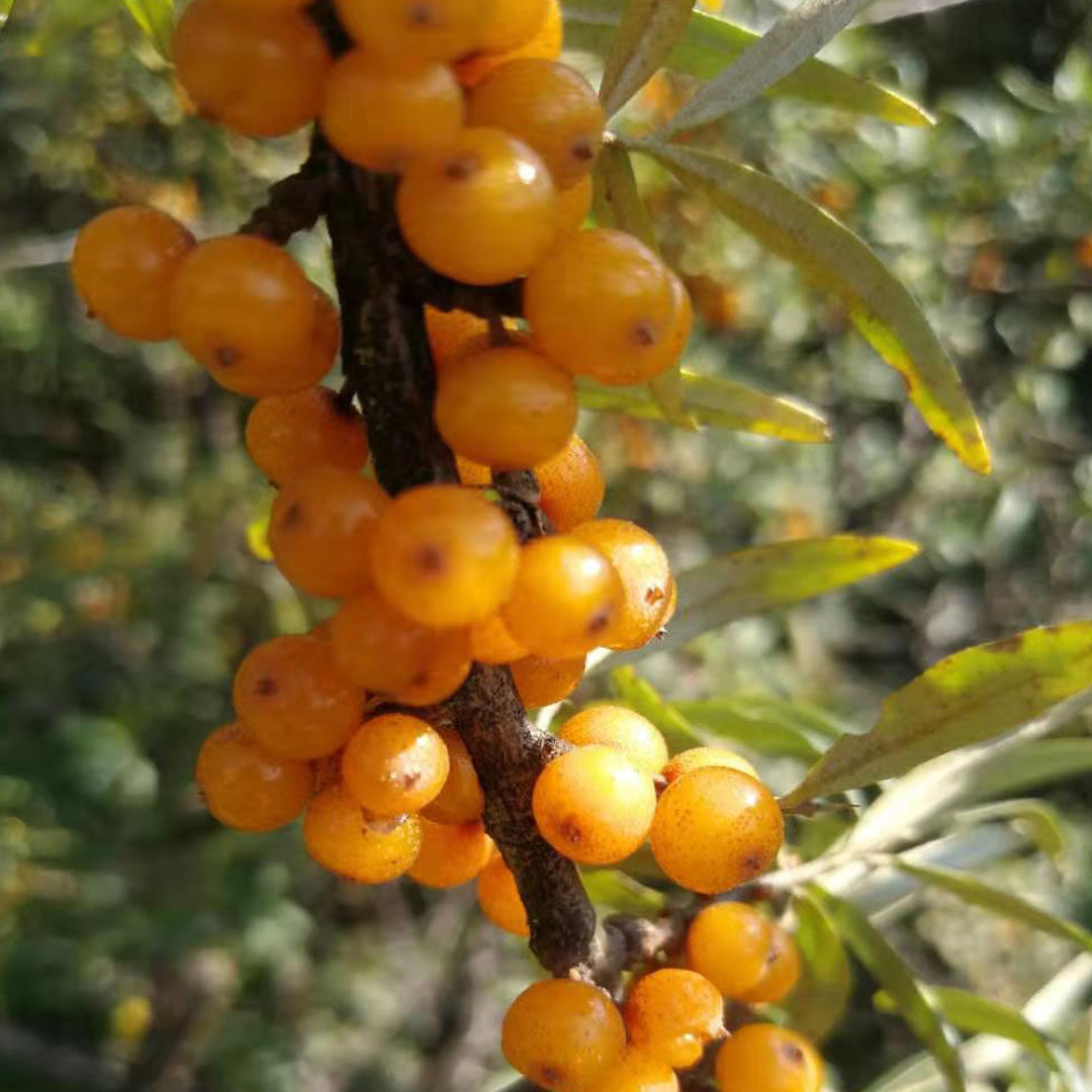 沙棘鲜果吕梁果新特级正品6斤包邮天然野生沙棘