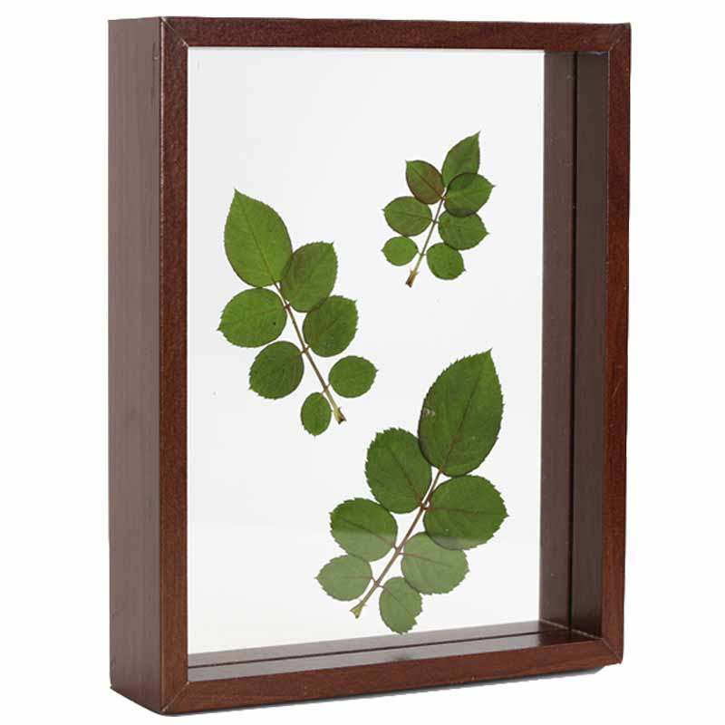 创意双面玻璃植物标本框树叶夹578 10寸相框摆台个性diy相框画框