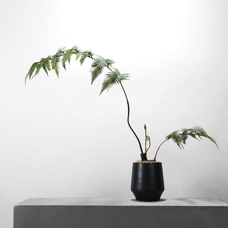 中式日式侘寂禅意仿真金丝猴蕨树大文文竹绿植仿真植物盆景