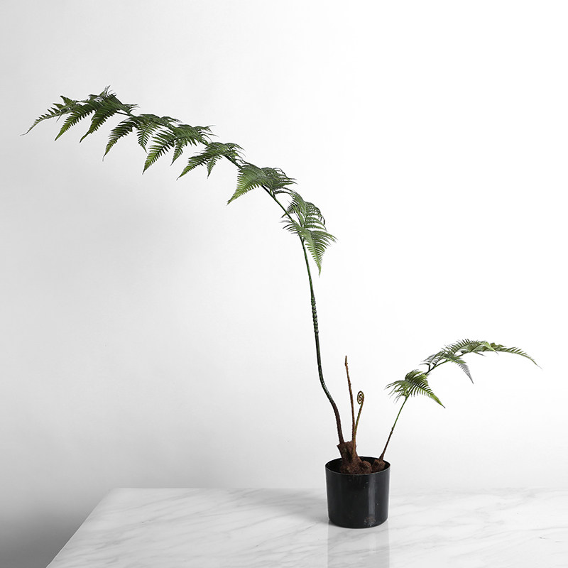 中式现代北欧欧风造景仿真金丝猴金毛蕨树绿植仿真植物盆景