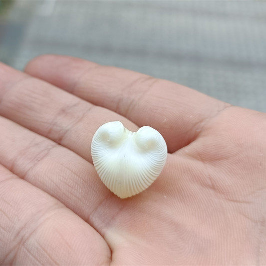 热卖天然海螺贝壳心形鸡心蛤爱心贝家居装饰收藏海螺