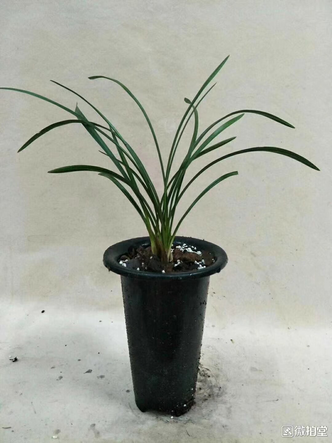 阳台绿植盆栽花卉莲瓣兰君荷鼎老种兰花花苗时令草本花卉