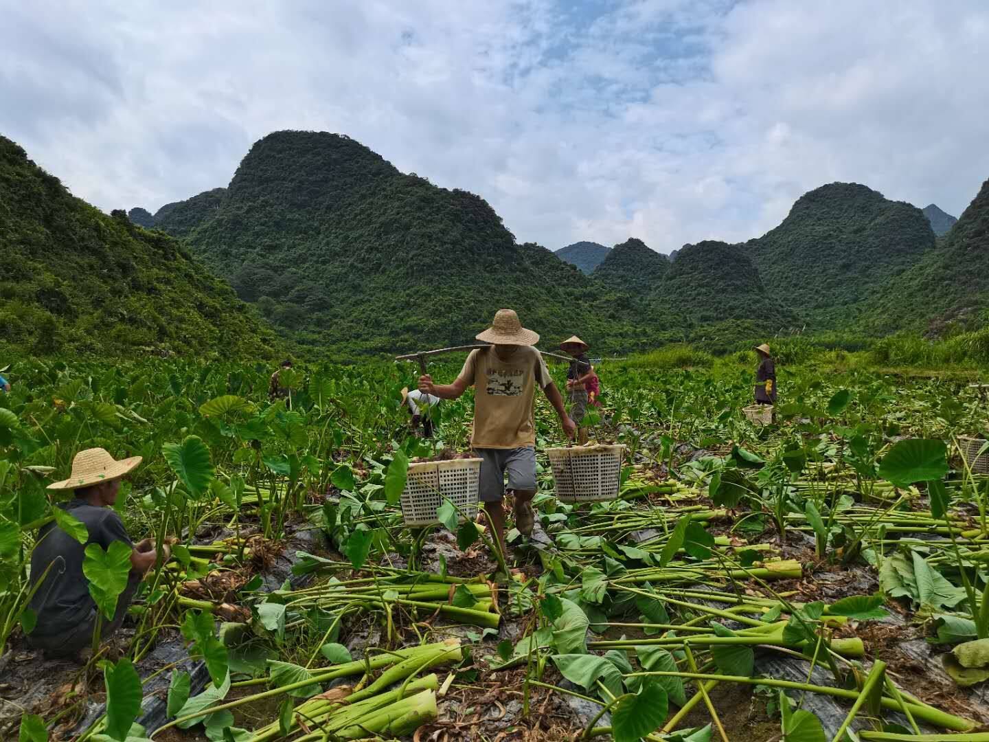 荔浦5斤新鲜正宗芋头特产现挖槟榔香芋当季芋头