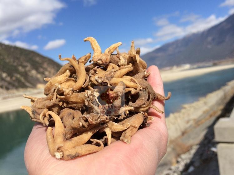 西藏特产手掌佛手林芝100克鲁朗石锅手精选大个其它干货