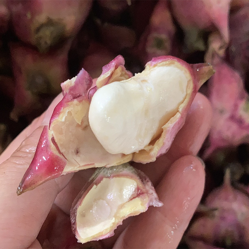 活水种植现剥鲜菱肉嫩菱角嘉兴南湖菱红生吃菱角