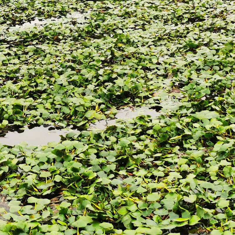 嘉兴南湖菱老菱角四角菱红菱带甜糯软糯送剥菱角