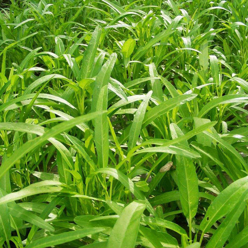 大叶空心菜蕹菜种子蔬菜藤藤菜盆栽植物庭院观叶通菜蓊菜蔬菜种子